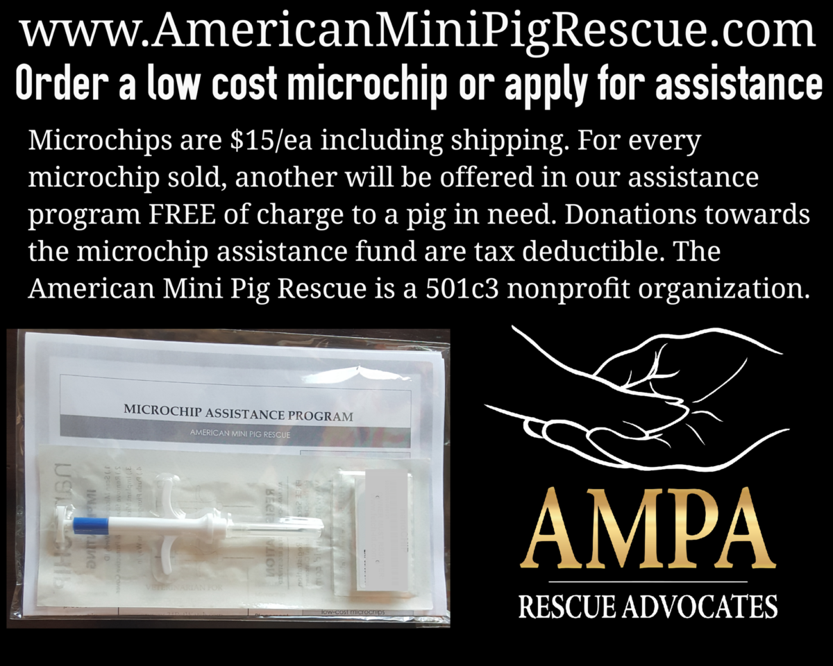 mini pig microchip assistance 