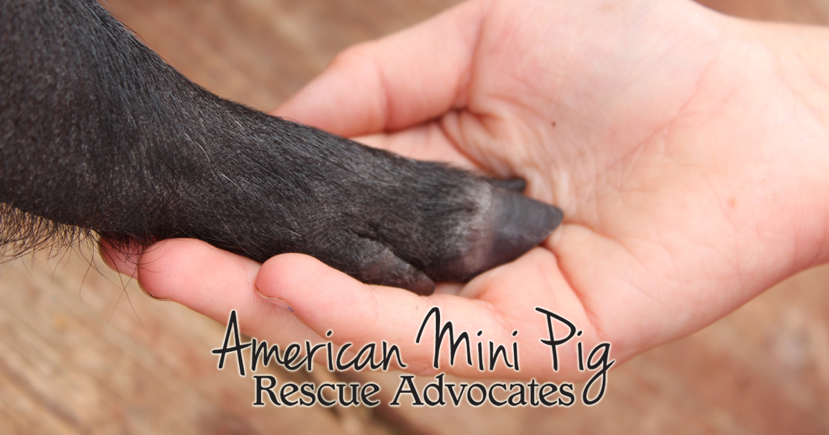 American Mini Pig Rescue Advocates