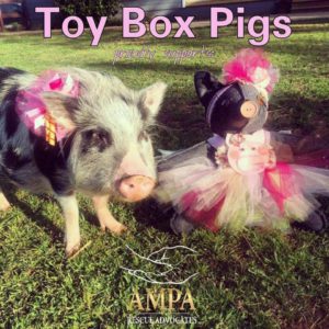 toy box pig bowtique