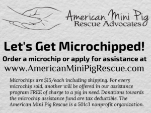 mini pig microchip