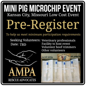 mini pig microchip event