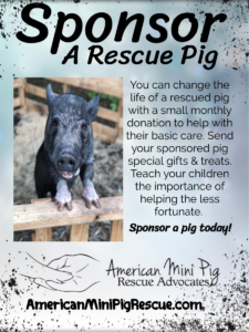 sponsor a pig