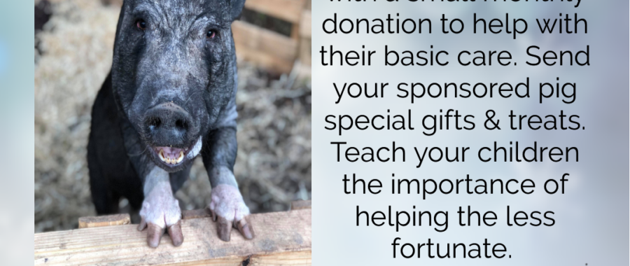 sponsor a pig